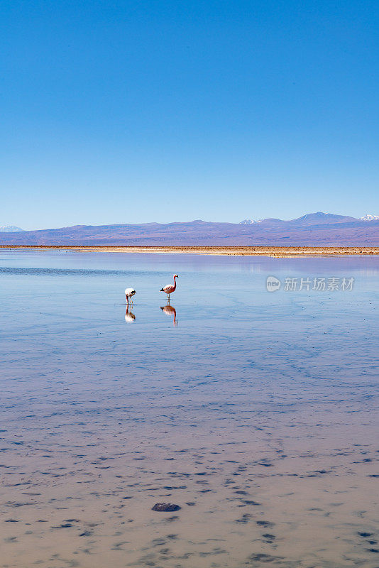 Laguna Chaxa 公园的野生火烈鸟 - 智利安托法加斯塔地区圣佩德罗德阿塔卡马